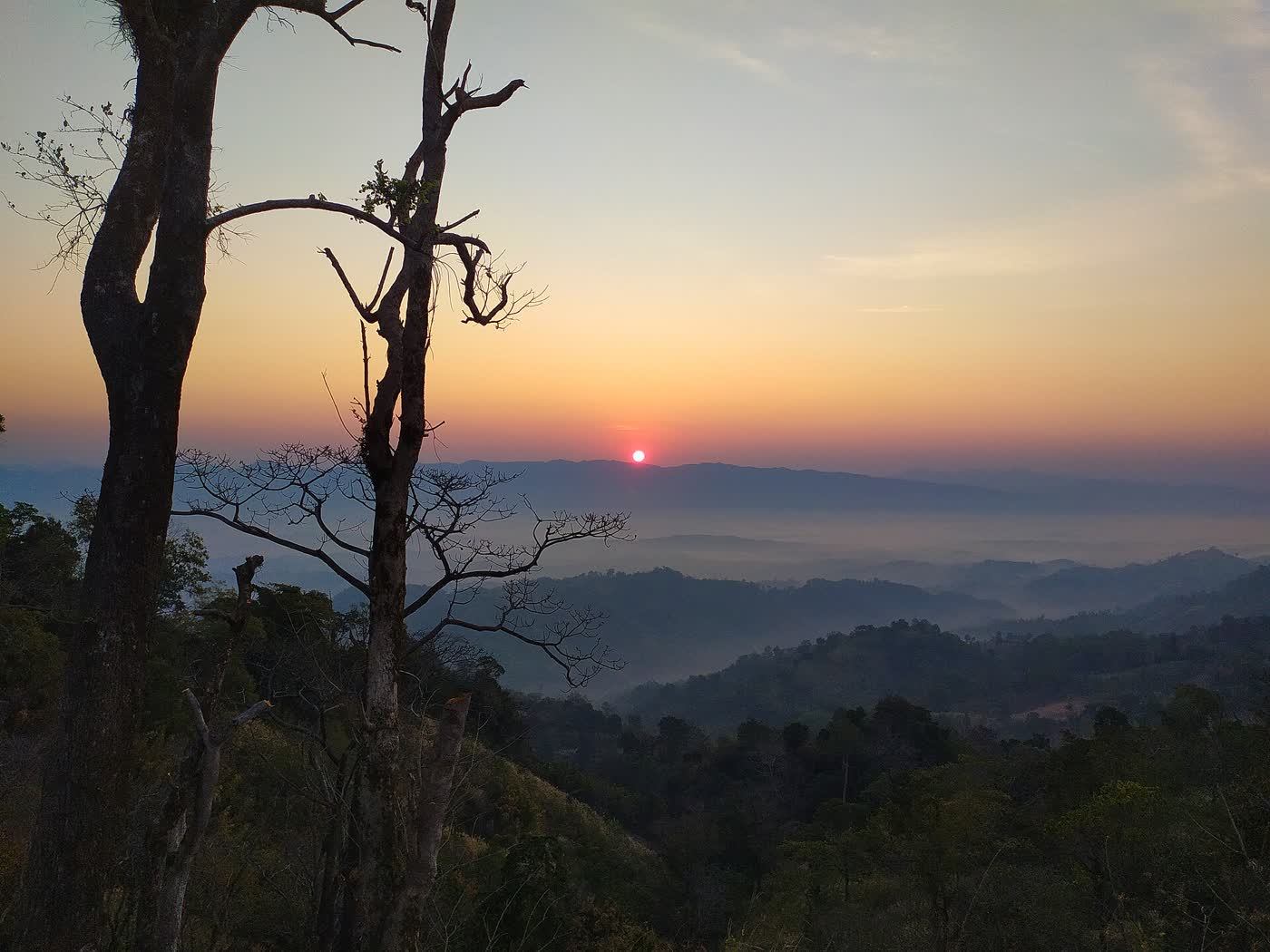 A bare tree against layered ridges at sunset