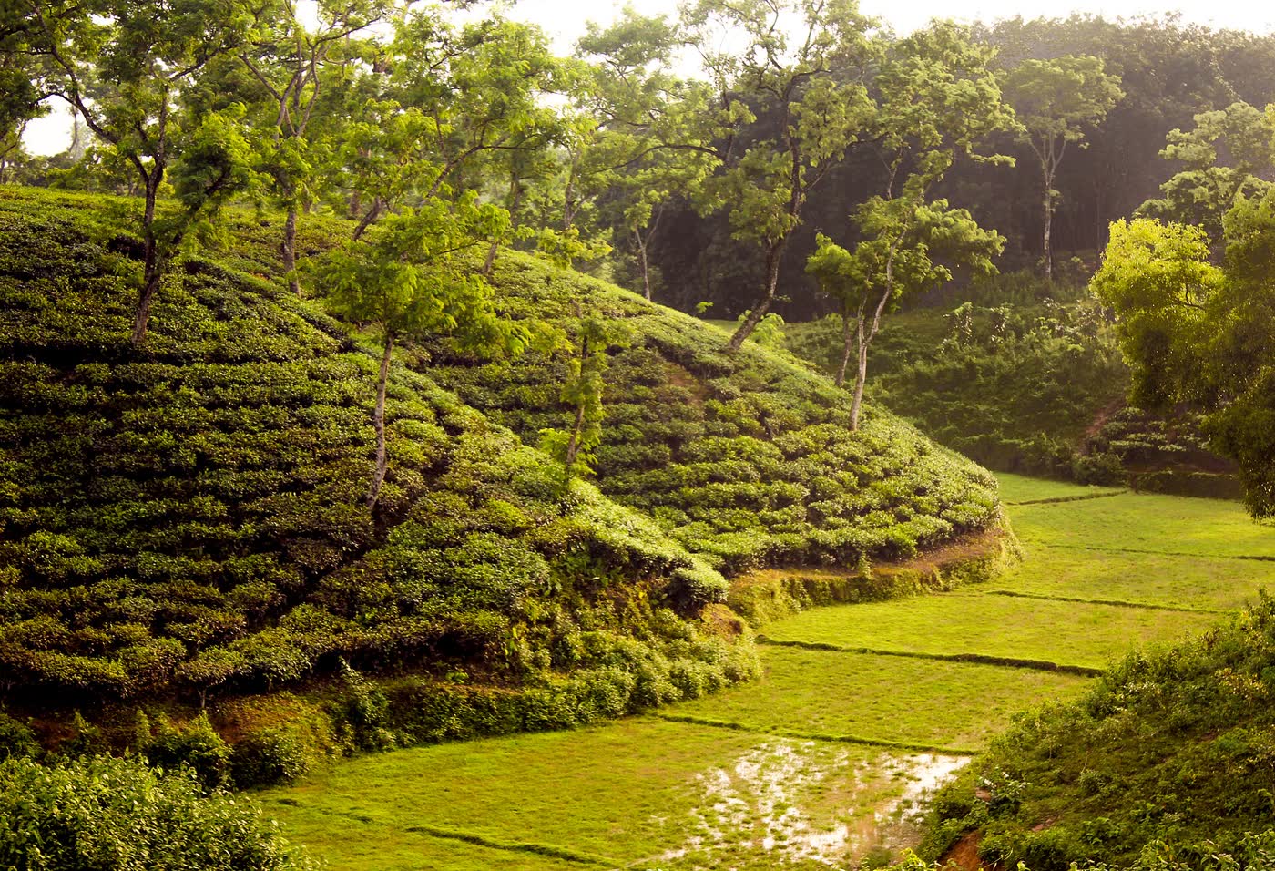 Tea slopes in late afternoon light