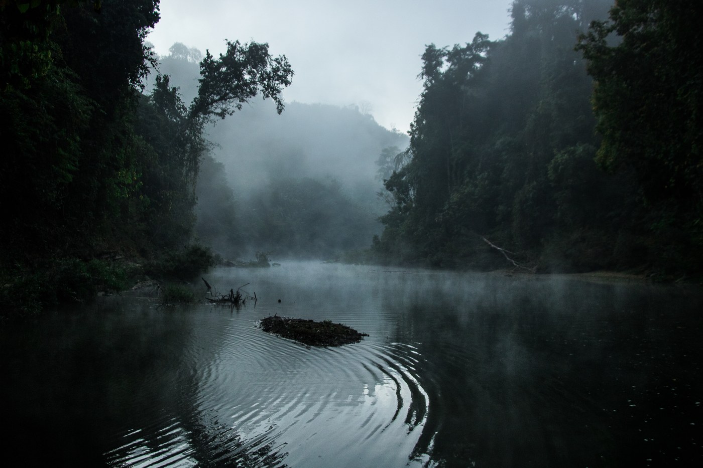 Mist lying on a jungle river at first light, rings spreading from a snag